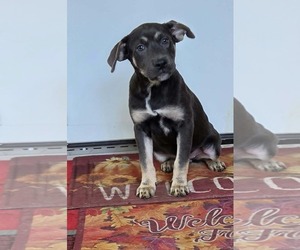 Shepweiller Dogs for adoption in SHERBURNE, NY, USA