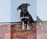 Jersey (NY-Shari) - Female Shepweiller Dog for Adoption - Small photo