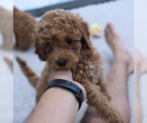 Cavapoo Puppy for sale in HOUSTON, TX, USA