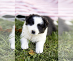 Puppy Puppy 3 Border-Aussie
