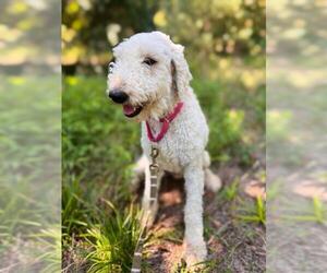 Poodle (Standard) Dogs for adoption in Waterford, VA, USA