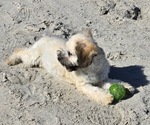 Small Photo #2 Maltipoo-Shih Tzu Mix Puppy For Sale in SAN DIEGO, CA, USA