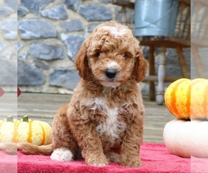 Goldendoodle (Miniature) Puppy for sale in EPHRATA, PA, USA