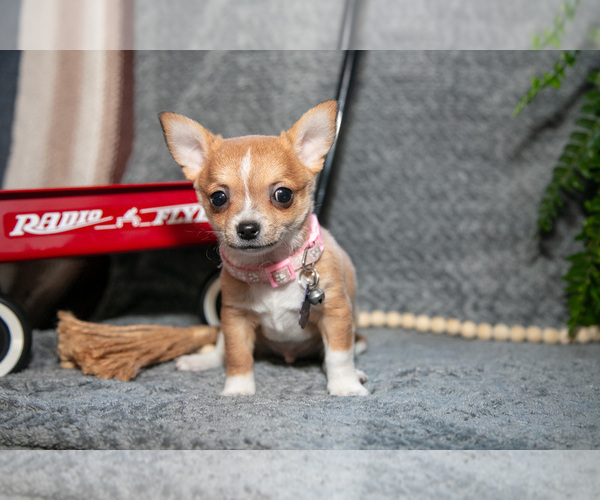 Medium Photo #3 Chihuahua Puppy For Sale in DELTA, PA, USA