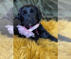 Golden Mountain Doodle  Puppy for Sale in CINCINNATI, Ohio USA