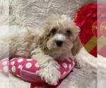 Small Photo #1 Cavapoo Puppy For Sale in DRY RUN, PA, USA