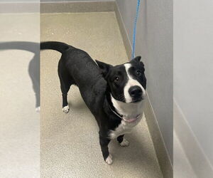Border Collie-Unknown Mix Dogs for adoption in Las Vegas, NV, USA