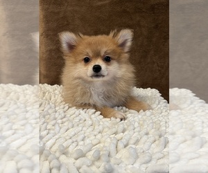 Pomeranian Puppy for sale in MARTINSVILLE, IN, USA