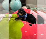 Small #3 Chiweenie