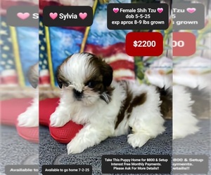 Shih Tzu Puppy for sale in TUCSON, AZ, USA