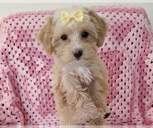 Medium Photo #1 Yorkipoo Puppy For Sale in PASADENA, CA, USA