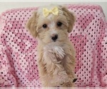Puppy Latte Yorkipoo