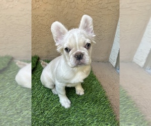 French Bulldog Puppy for Sale in VISTA, California USA