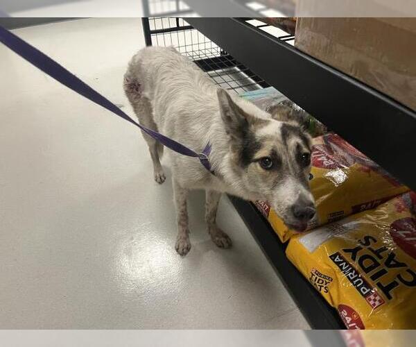 Medium Photo #1 Australian Shepherd-Unknown Mix Puppy For Sale in Corona, CA, USA