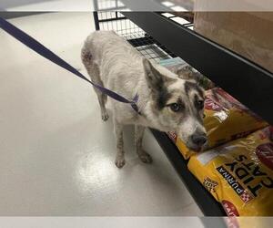 Medium Australian Shepherd Mix
