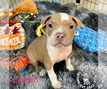 Small #2 Staffordshire Bull Terrier Mix