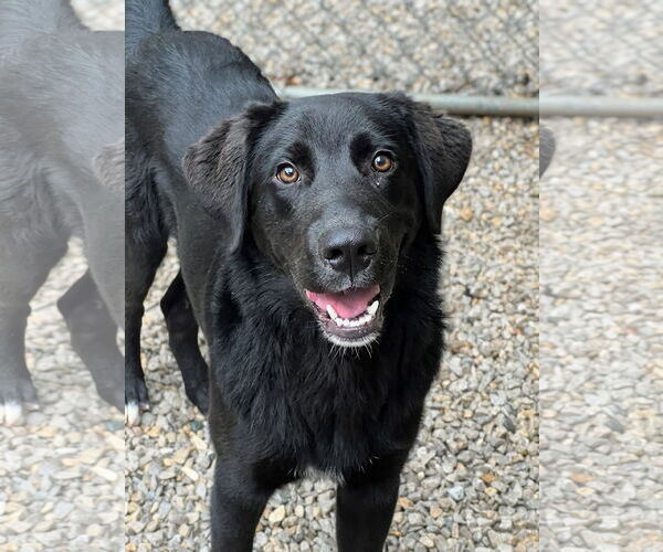 Medium Photo #2 Mutt Puppy For Sale in Manchester, MO, USA