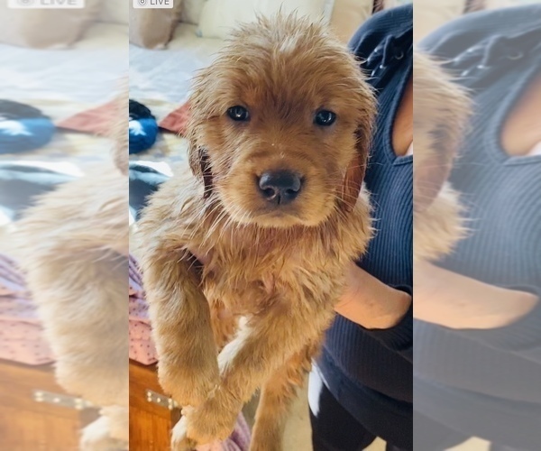 Medium Photo #1 Golden Retriever Puppy For Sale in LARKFIELD, CA, USA