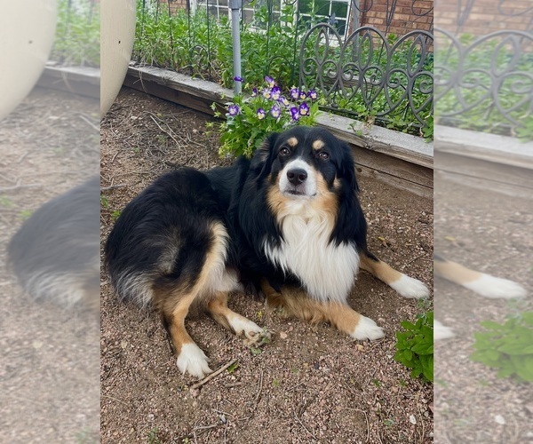 Medium Photo #1 Miniature Australian Shepherd Puppy For Sale in PIERCE, CO, USA