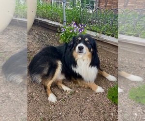 Father of the Miniature Australian Shepherd puppies born on 07/16/2025