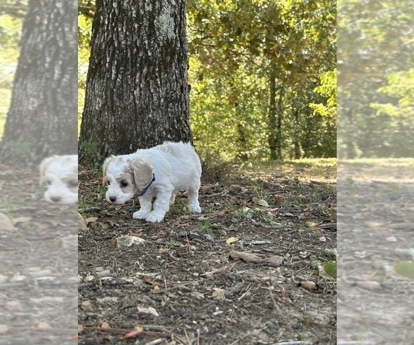 Medium Photo #5 Cavapoo Puppy For Sale in GREENVILLE, MO, USA