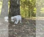 Small #4 Cavapoo