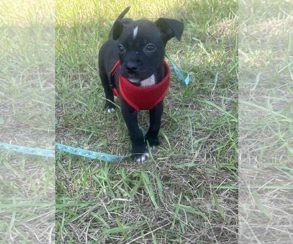 Medium Photo #2 Bulldog-Unknown Mix Puppy For Sale in Tarrytown, GA, USA
