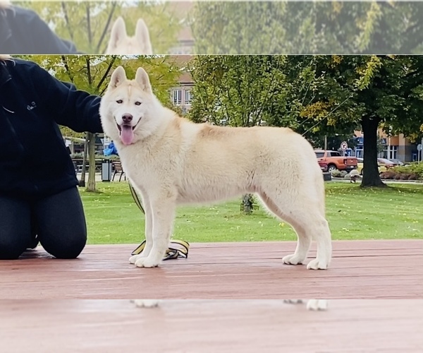 Medium Photo #1 Siberian Husky Puppy For Sale in Wolfsberg, Carinthia, Austria