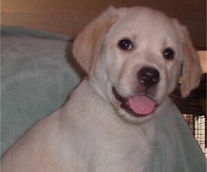 Labrador Retriever Puppy for sale in CALIENTE, CA, USA