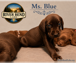 Puppy Ms Blue Labrador Retriever