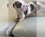 Small #5 English Bulldog