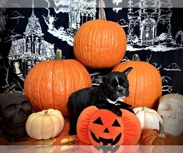 Medium Photo #7 French Bulldog Puppy For Sale in YUCCA VALLEY, CA, USA