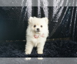 Small #1 Pomeranian