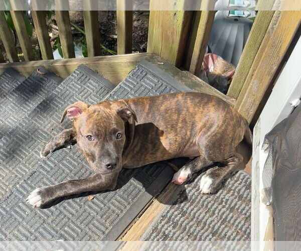 Medium Photo #2 American Pit Bull Terrier Puppy For Sale in Alexandria, VA, USA