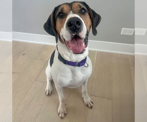 Medium Photo #2 Treeing Walker Coonhound Puppy For Sale in Huntley, IL, USA