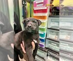 Small Photo #2 Labrador Retriever-Unknown Mix Puppy For Sale in SHERBURNE, NY, USA