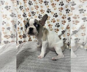 French Bulldog Puppy for sale in VIRGINIA BEACH, VA, USA