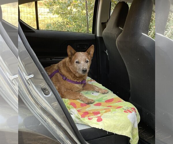Medium Photo #3 Mutt Puppy For Sale in  Ramona, CA, USA