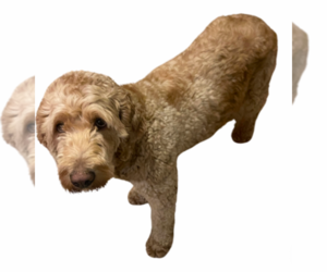 Mother of the Australian Cattle Dog-Goldendoodle Mix puppies born on 01/03/2024
