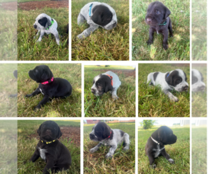 German Wirehaired Pointer Puppy for sale in ALBANY, OR, USA