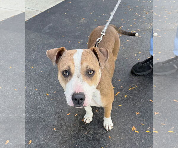 Medium Photo #7 Beagle-Unknown Mix Puppy For Sale in GILBERTS, IL, USA