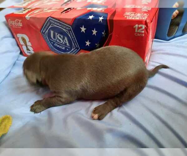 Medium Photo #11 American Pit Bull Terrier Puppy For Sale in DANNEBROG, NE, USA