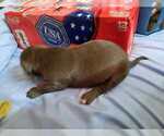 Small Photo #11 American Pit Bull Terrier Puppy For Sale in DANNEBROG, NE, USA