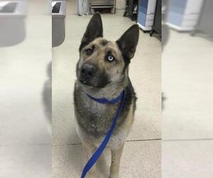 Gerberian Shepsky Dogs for adoption in Riverside, CA, USA