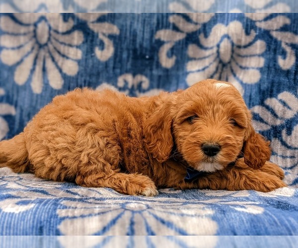 Medium Photo #4 Goldendoodle-Poodle (Miniature) Mix Puppy For Sale in LINCOLN UNIV, PA, USA