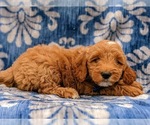 Small Photo #4 Goldendoodle-Poodle (Miniature) Mix Puppy For Sale in LINCOLN UNIV, PA, USA