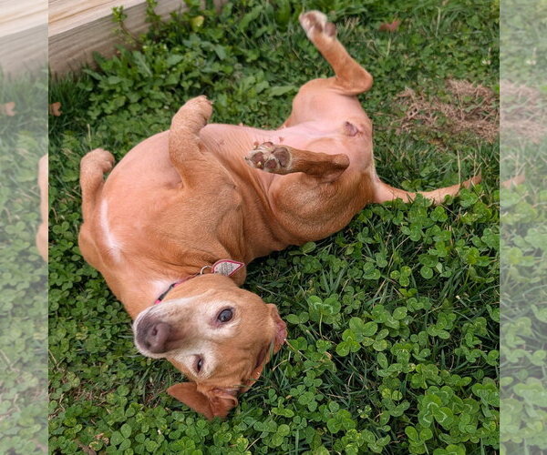 Medium Photo #13 Dachshund Puppy For Sale in Shelbyville, TN, USA