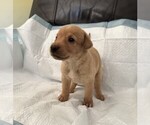 Puppy Cooper Labrador Retriever