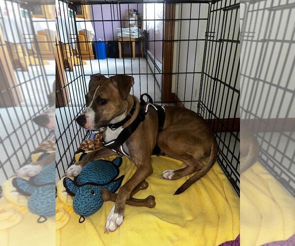 Medium Photo #2 Boston Terrier-Boxer Mix Puppy For Sale in Coventry, CT, USA