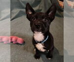 Small #2 Labrador Retriever Mix